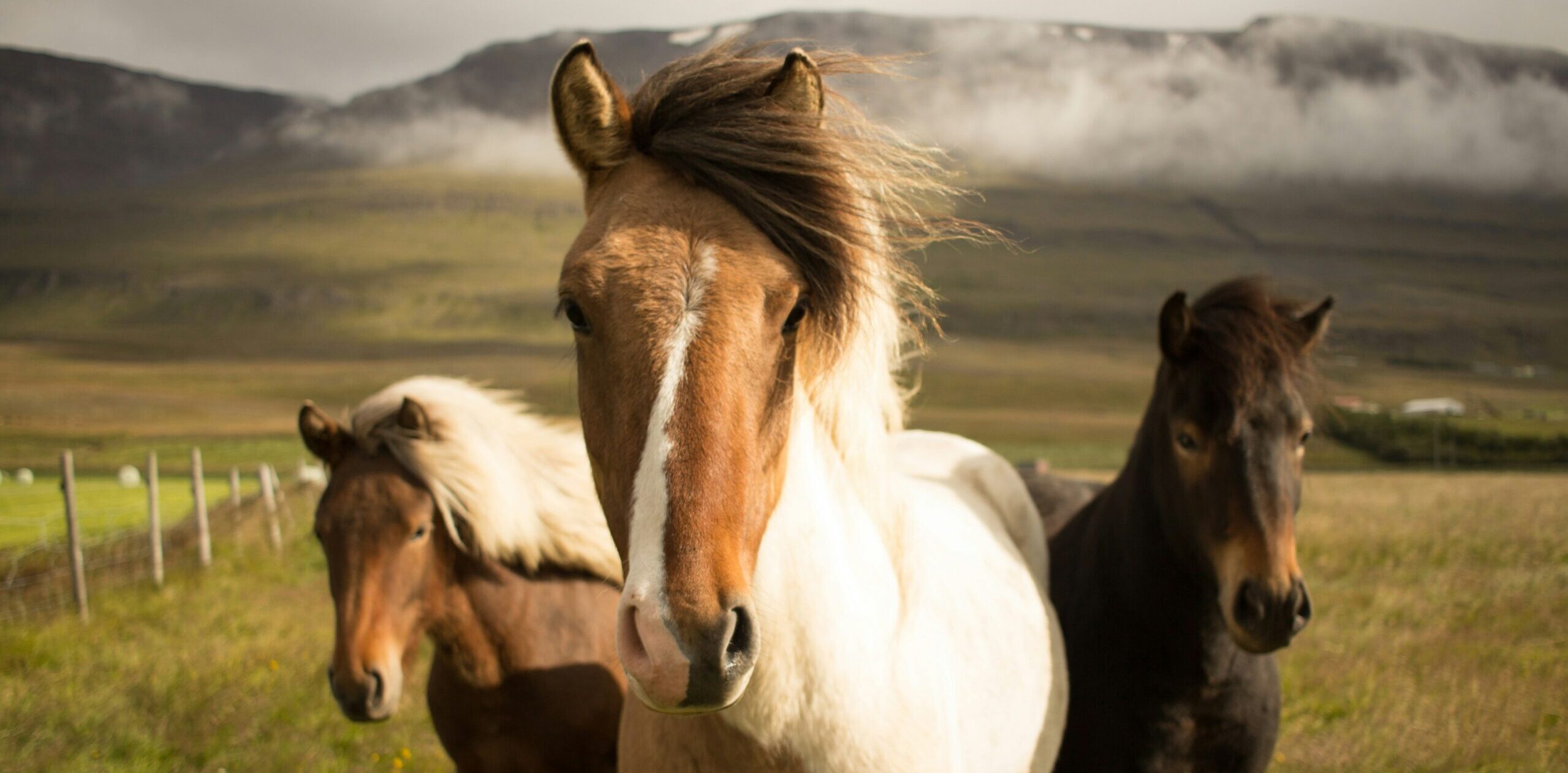 Horse and Ranch Life
